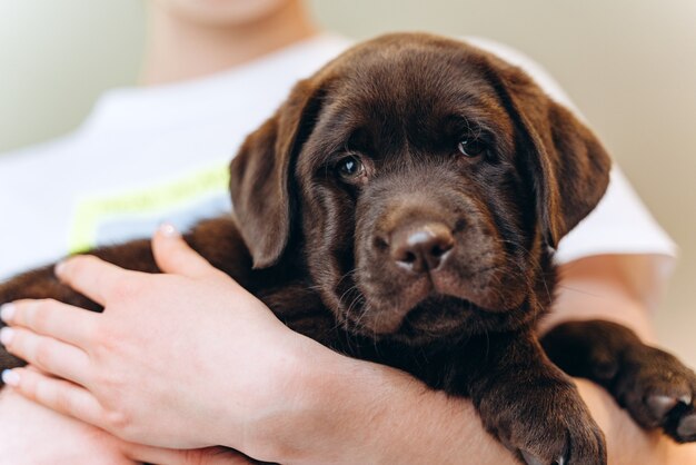 Mały brązowy pies labrador szczeniak na rękach, bliska zdjęcie