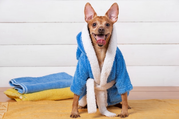 Mały brązowy pies w niebieski szlafrok frotte uśmiecha się