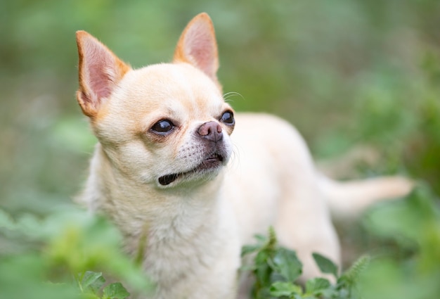 Mały chihuahua chodzący swobodnie na łonie natury