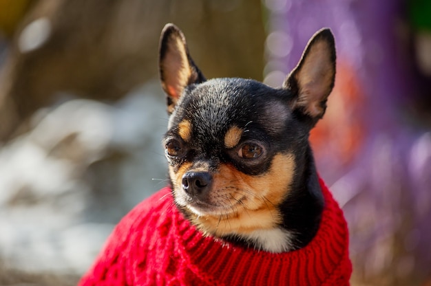 Mały chihuahua w parku. Zwierzę w ubraniu. Sweter Chihuahua Dog Street. Portret psa.