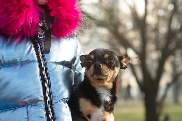 Zdjęcie mały chihuahua w ramionach swojego właściciela. pies chihuahua w ramionach. chihuahua czarno brązowy biały