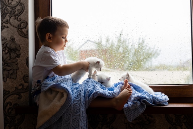 Mały Chłopiec Okryty Niebieskim Dzianinowym Kocem Siedzi Na Parapecie Z Białymi Puszystymi Kociakami