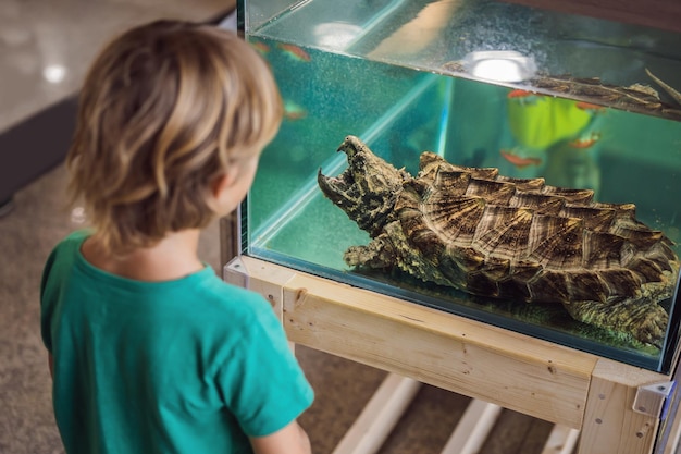 Mały chłopiec podziwia duże żółwie w terrarium przez szybę