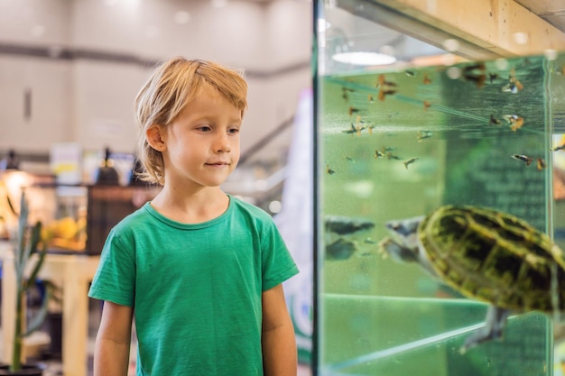 Mały chłopiec podziwia duże żółwie w terrarium przez szybę