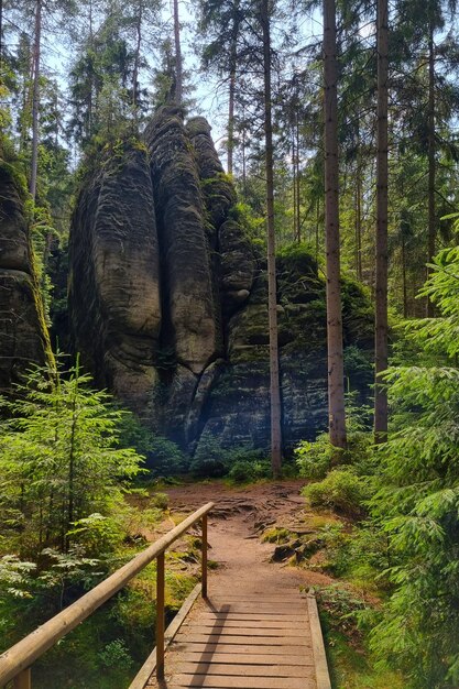 Mały ciekawy szlak turystyczny w lesie na wyżynach