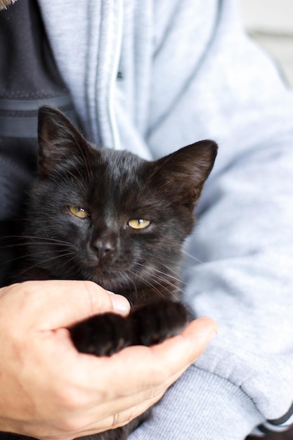 Mały czarny kot w rękach osoby