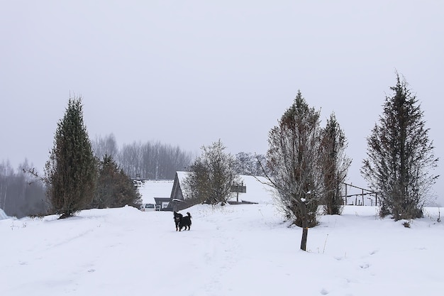 Mały czarny pies biegnący wzdłuż drogi we wsi w zimowy dzień.