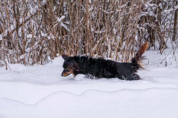 Mały czarny pies biegnący wzdłuż drogi we wsi w zimowy dzień.