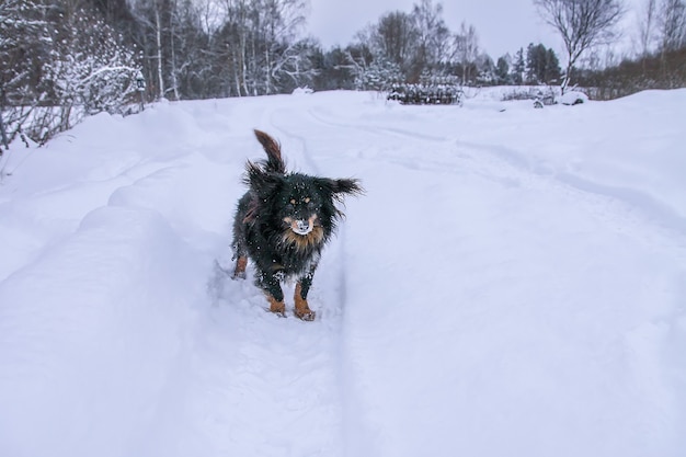 Mały czarny pies biegnący wzdłuż drogi we wsi w zimowy dzień.