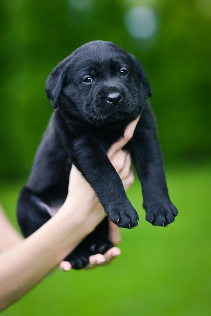 Mały czarny pies rasy Labrador Retriever na rękach przy człowieku Szczeniak Labrador na zielonej trawie