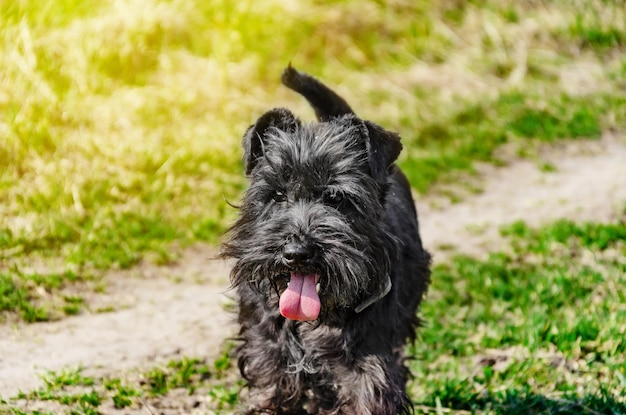 Mały czarny pies rasy Sznaucer miniaturowy na spacerze w przyrodzie na tle zielonej trawy