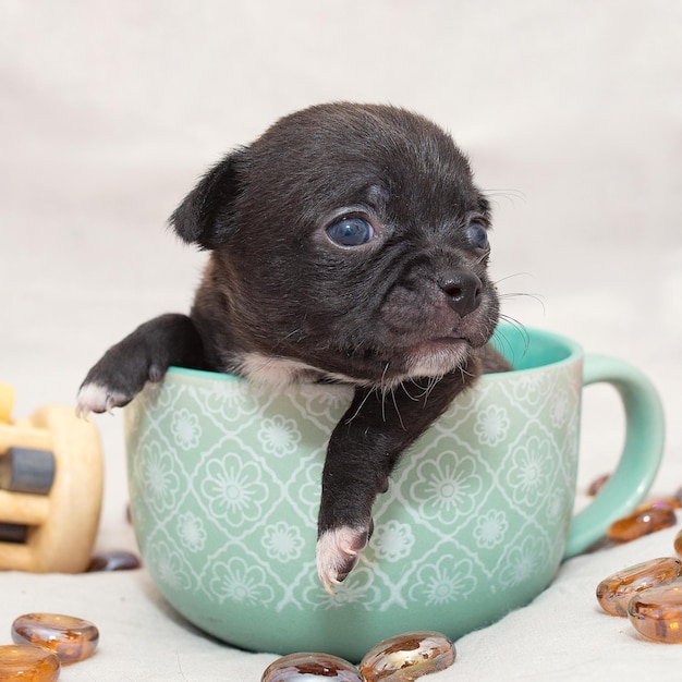 Mały czarny szczeniak chihuahua siedzi w filiżance herbaty Zdjęcie wysokiej jakości