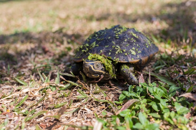 Mały czarny żółw chodzi po trawie