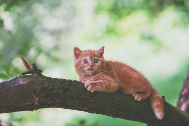 Mały czerwony kotek skrada się na drzewie w ogrodzie