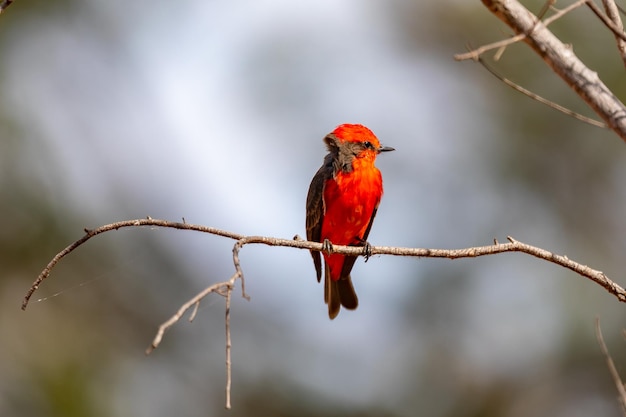Mały czerwony ptak znany jako "princequot" Pyrocephalus rubinus siedzący