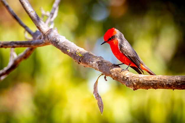 Mały czerwony ptak znany jako quotprincequot Pyrocephalus rubinus siedzący na suchym drzewie z błękitnym niebem