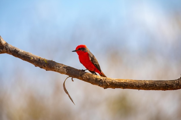 Mały czerwony ptak znany jako quotprincequot Pyrocephalus rubinus siedzący na suchym drzewie z błękitnym niebem