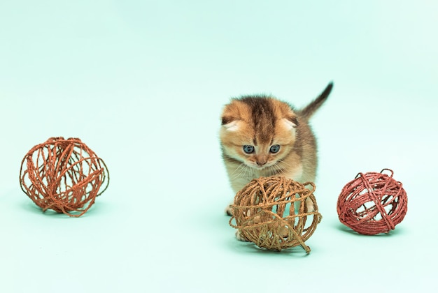 Mały domowy kotek bawi się piłkami