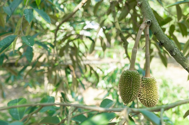 Mały durian, który wyrośnie na Króla Owoców Tajlandii.