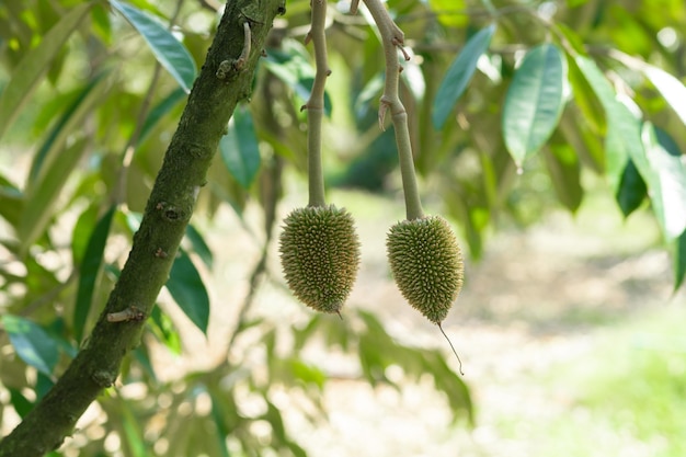 Mały durian, który wyrośnie na Króla Owoców Tajlandii.