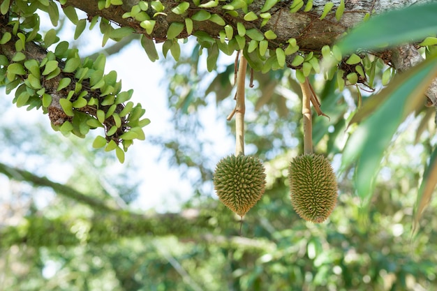 Zdjęcie mały durian, który wyrośnie na króla owoców tajlandii.