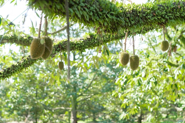 Zdjęcie mały durian, który wyrośnie na króla owoców tajlandii.