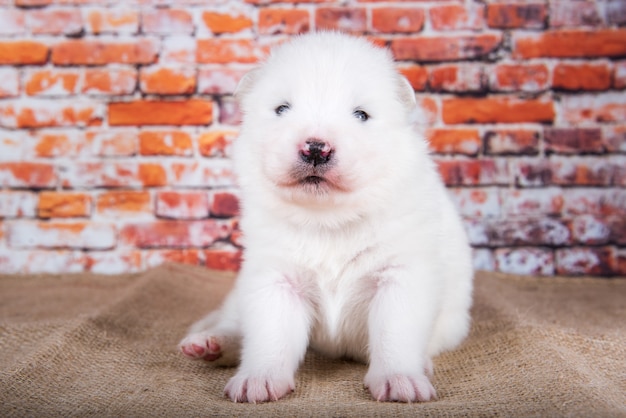 Mały dwutygodniowy śliczny biały szczeniak samoyed