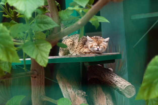 Mały dziki kot śpi w zoo