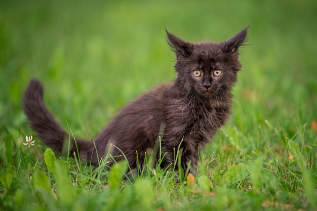 Zdjęcie mały figlarny czarny kotek rasy maine coon spaceruje po zielonej trawie.