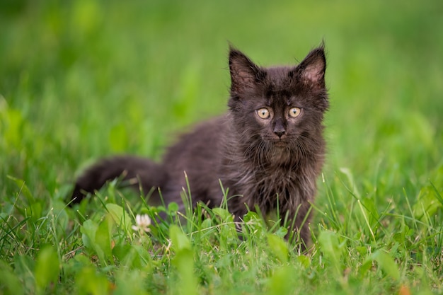 Mały figlarny czarny kotek rasy Maine Coon spaceruje po zielonej trawie.