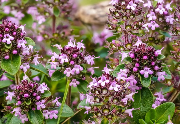 Mały fioletowy dziki tymianek breckland - Thymus serpyllum - kwiaty rosnące na letniej łące, szczegóły makro zbliżenia