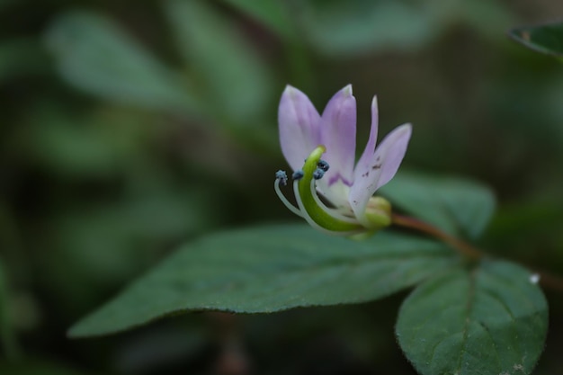 Zdjęcie mały fioletowy kwiat z zieloną łodygą.