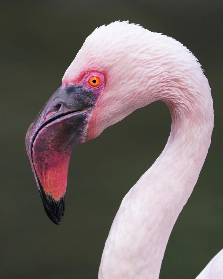 Zdjęcie mały flamingo