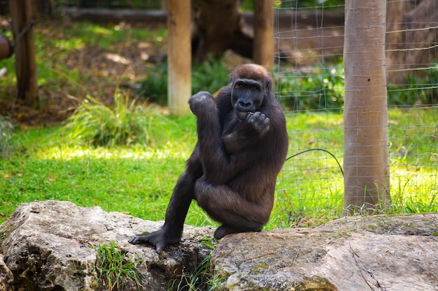 Mały goryl nudzi się w zoo