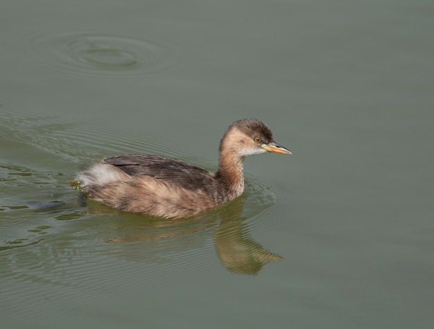 Mały grebe w jeziorze