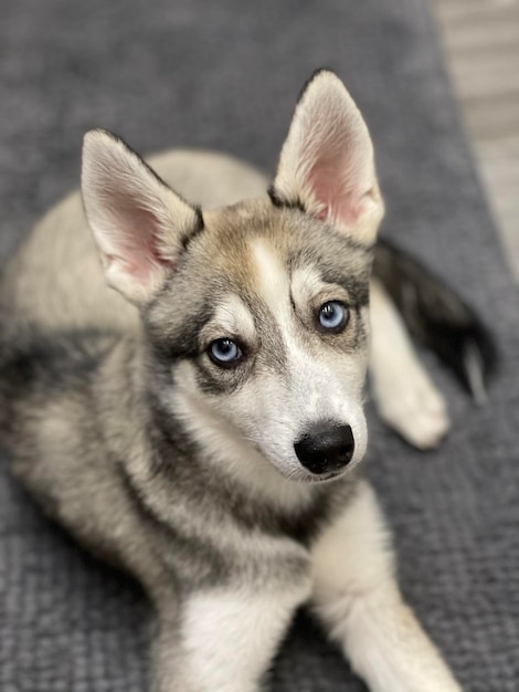 Mały husky rasy Alaskan Klee Kai śpi zbliżenie