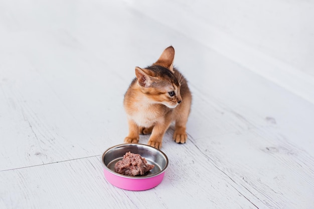 Mały imbir abisyński kotek je mokre jedzenie na drewnianym tle Śliczny rasowy kociak w kuchni
