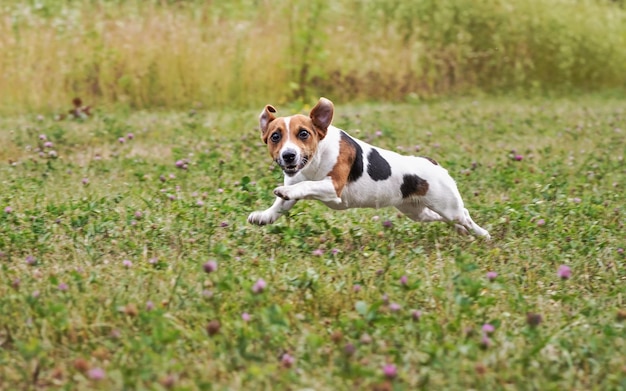 Mały Jack Russell terrier biegnący po zielonej łące po rzuceniu piłki, skaczący, z nogami w powietrzu, patrząc w kamerę.