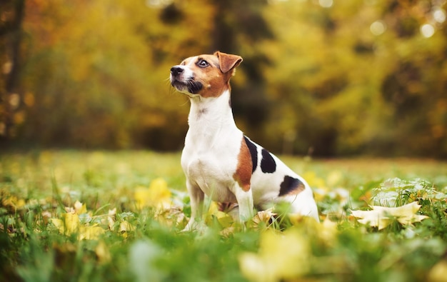 Mały Jack Russell terrier siedzi na łące jesienią, żółte i pomarańczowe niewyraźne tło drzew