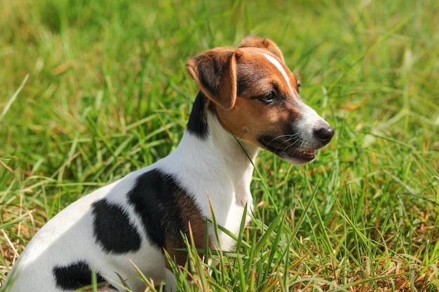 Mały Jack Russell terrier siedzi na trawie, widok z boku.