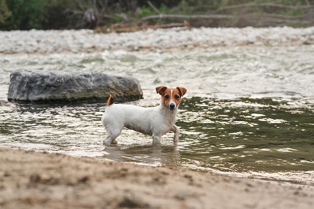 Mały Jack Russell terrier spaceru w płytkiej wodzie w pobliżu brzegu rzeki, patrząc na kamery, widok z boku.