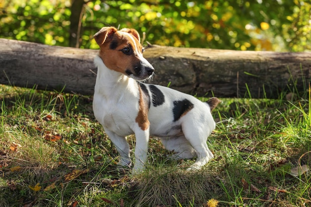 Mały Jack Russell terrier stojący w niskiej leśnej trawie, słońce świeciło jej na głowę