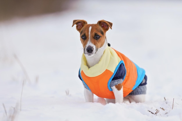 Mały Jack Russell terrier w jasnopomarańczowej zimowej kurtce i swetrze, czekając na pokrytym śniegiem polu