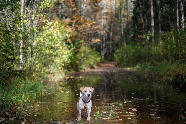 Mały Jack Russell Terrier w jesiennym lesie Niewyraźne tło napisu