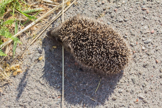 Mały jeż na drodze