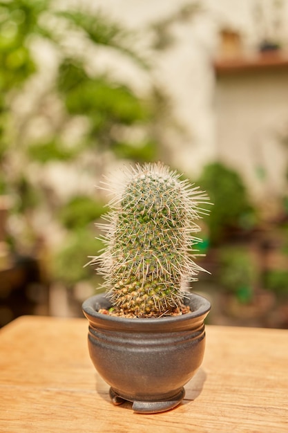 Mały kaktus w ogrodzie botanicznym