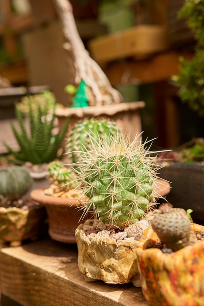 Mały kaktus w ogrodzie botanicznym
