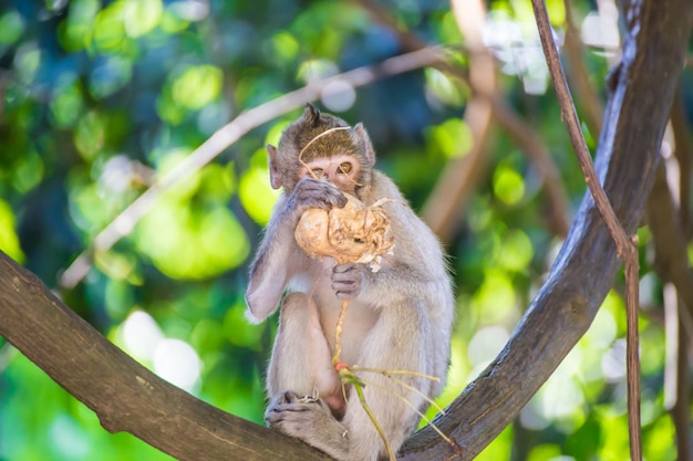 Zdjęcie mały kąt widoku małpy na drzewie