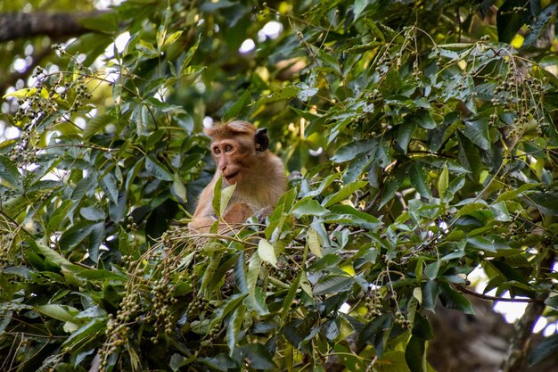 Zdjęcie mały kąt widoku małpy na drzewie