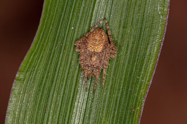 Mały Klasyczny Orbweaver Z Rodzaju Eustala